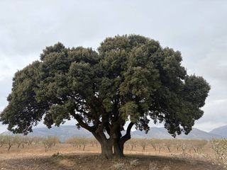 Landgut  Pasaje aspilla. Venta de dos parcelas agrarias en chirivel