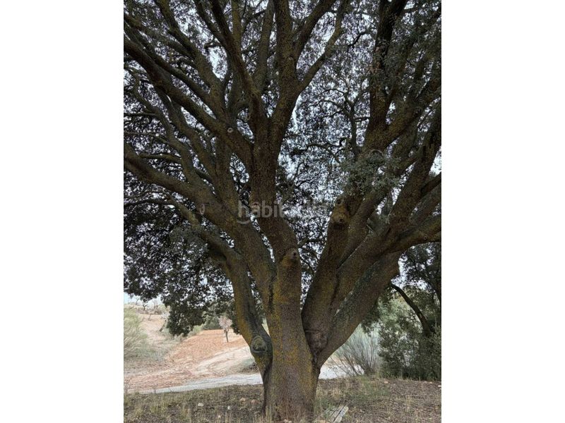 Foto 5324eb2f-c8ad-4068-a2e6-c6f0cd484b58. Finca rústica a Chirivel