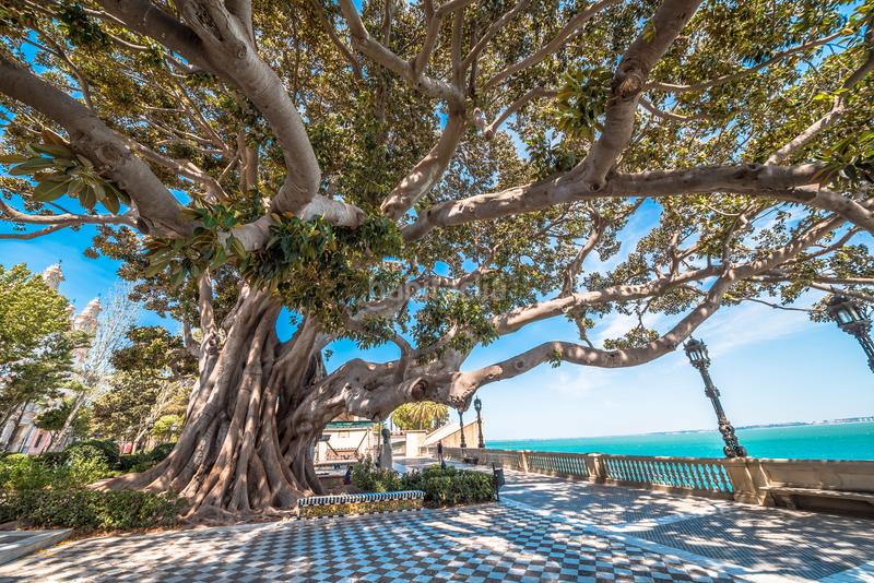 Foto 1f3a2833-1ddc-4685-acba-b8a4b89613c0. Miete etagenwohnung in Alameda - Mentidero - Teatro Falla Cádiz