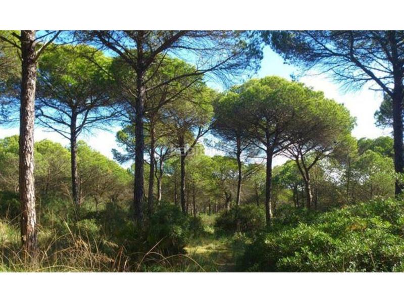 Foto aebfb618-5a06-404f-866f-74335abc8d97. Chalet dans calle el boquerón 2 dans La Barrosa Chiclana de la Frontera