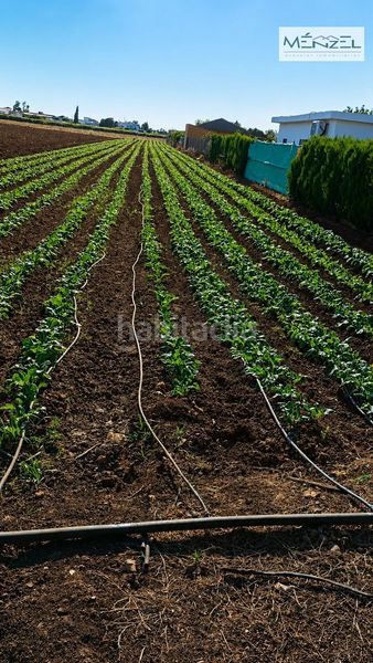 Foto 8e545809-926f-446b-a279-e1f7ac34ae9c. Finca rústica a Valdezorras - El Gordillo Sevilla