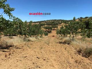 Mas à Fuente Obejuna. Finca de pistachos a la venta