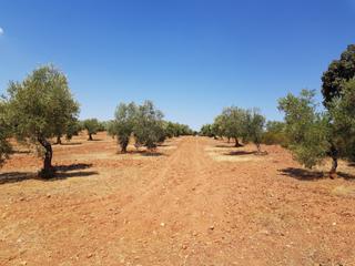 Masia a Villanueva del Duque. Olivar a la venta en villanueva del duque