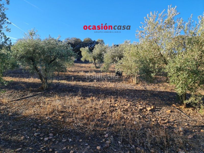 Foto 5266fb3b-88b4-404f-a46d-39bfeade780f. Terreny residencial a Granjuela (La)