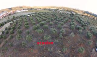 Terrain résidentiel à Belmez. Olivar a la venta en belmez