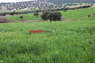 Mas à Peñarroya - Pueblonuevo. Finca de 140 ha en peñarroyapueblonuevo