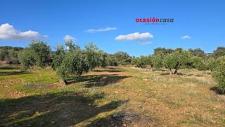 Terreny residencial a Granjuela (La). Magnífico olivar en plena produccion