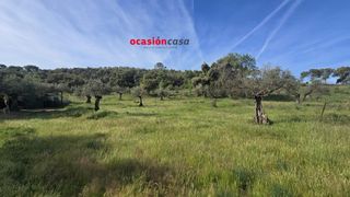 Casa a Belmez. Parcela rústica con olivos y casa