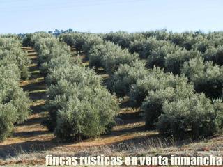 Finca rústica a Puente de Génave. Finca en venta olivar regadío caserío en jaen