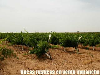 Finca rústica a Herencia. Finca en venta viña en espaldera regadío en ciudad real