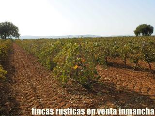 Finca rústica a Almagro. Finca en venta viña en espaldera en ciudad real