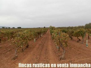 Finca rústica a Malagón. Finca en venta viña en espaldera regadío en ciudad real
