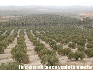 Finca rústica a Andújar. Finca en venta olivar regadío un pie en jaén