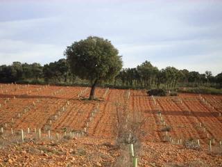 Finca rústica a Ossa de Montiel. Finca en venta labor monte caza menor caserío