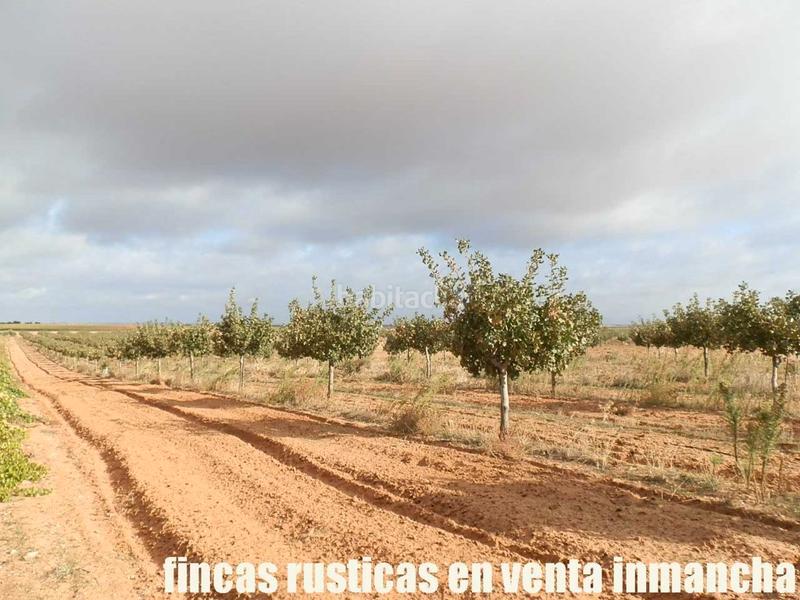 Foto 0069d24e-2bff-4c06-9d87-6e62113e6dbe. Finca rústica a Mesas (Las)