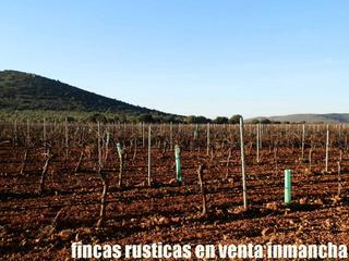 Finca rústica a Moral de Calatrava. Finca en venta 56 has. viña regadío en moral de calatrava (c.rea