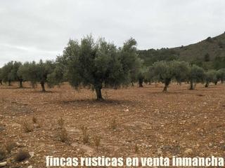 Finca rústica a Almansa. Finca en venta 321 has. viña olivar almendros caza menor en alba