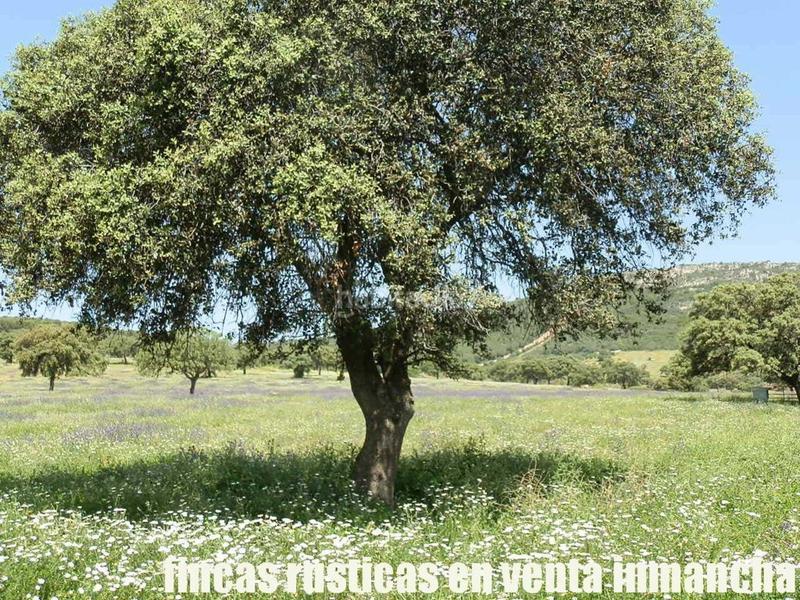 Foto 19256eb5-a28e-449b-8595-eb9474b58b4b. Finca rústica a Almadén