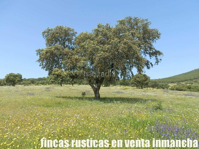 Foto 7a7786f1-a2cd-4c34-a021-63834f36ad51. Finca rústica a Almadén