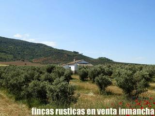 Finca rústica a Salobre. Finca en venta 28 has. olivar regadío en reolid, albacete