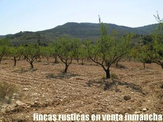 Finca rústica a Xixona. Finca en venta 60 has. olivar-almendros recreo en alicante