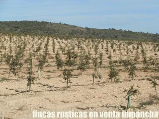 Rural plot in Jumilla. Finca en venta 23 has. de riego encina para trufa negra en jumil