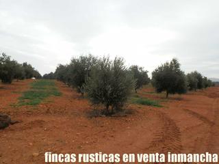 Finca rústica a Moral de Calatrava. Finca en venta proxima a valdepeñas olivar regadío