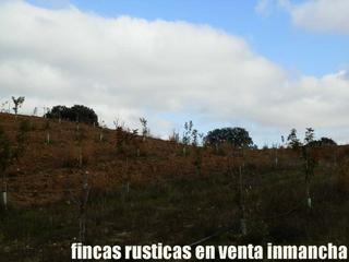 Finca rústica a Torrijos. Finca en venta 5 has. pistacho regadío en torrijos (toledo)