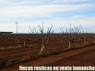 Landgut in Centro. Finca en venta 7,5 has. de higueras regadío próxima a albacete
