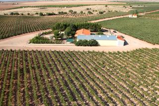 Finca rústica a Villarrobledo. Finca en venta 78 has. viña regadío en villarrobledo (albacete)