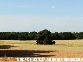Finca rústica a Pozoamargo. Finca en venta 240 has. labor pinar maderable muy llana en cuenc
