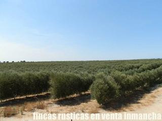 Finca rústica a Casco Antiguo. Finca en venta 20 has. olivar regadío en super intensivo talaver