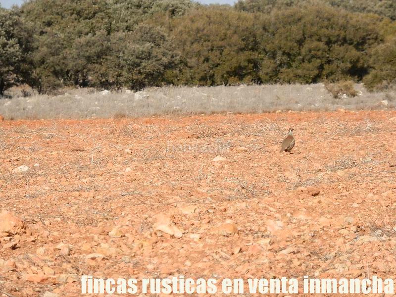 Foto 7e72157b-71d2-4171-9154-19922a126730. Finca rústica a Ruidera