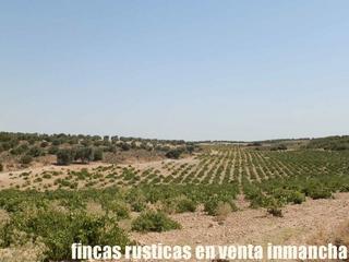 Propriété à Mota del Cuervo. Finca en venta 70 has. labor olivar riego en mota del cuervo (cu