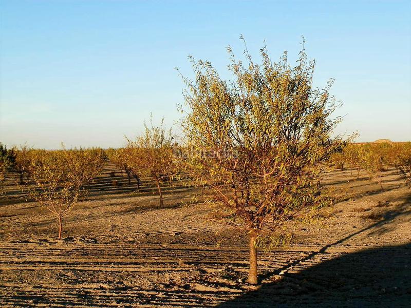 Foto 264e5a80-1470-4995-824e-be7fdc0d0eb7. Finca rústica a Mesas (Las)