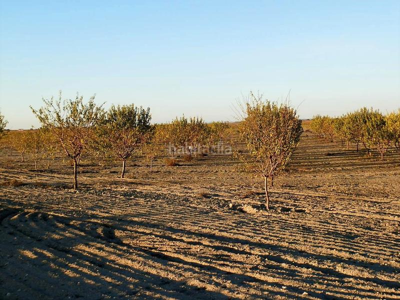 Foto acf28fad-8760-47f1-9615-6b1a09d41129. Finca rústica a Mesas (Las)