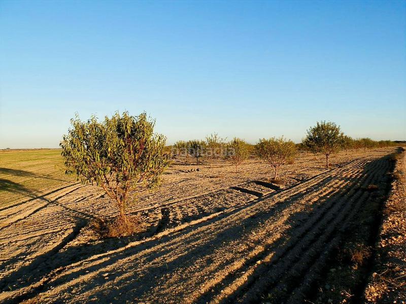 Foto c867093d-6ed3-4aa2-84de-4aa6b5758188. Finca rústica a Mesas (Las)