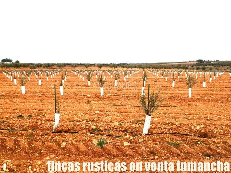 Foto 216779c0-1439-4f49-803d-b280113b48a8. Finca rústica a Valdepeñas