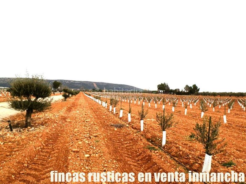 Foto 231a1a66-1fae-4c23-a2ae-876d36ad0602. Finca rústica a Valdepeñas