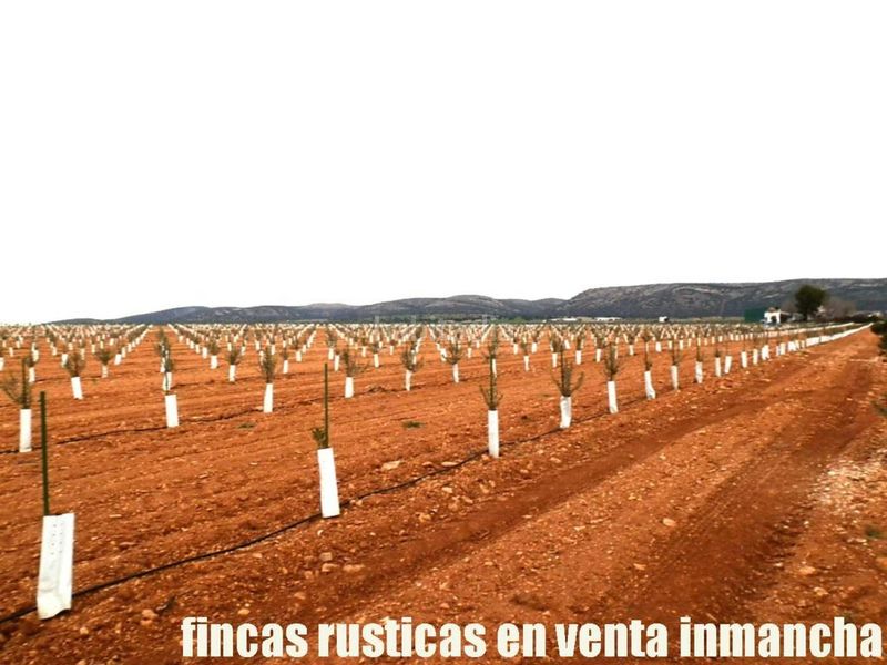 Foto 36cd8f1f-57a7-4efb-8372-45791172b574. Finca rústica a Valdepeñas