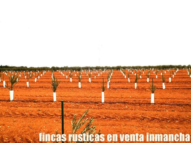 Foto b3135a4c-86bc-4822-8183-e8e7cfaaf5e8. Finca rústica a Valdepeñas