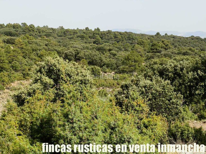 Foto 800ab073-e9f5-429e-82cc-62ea8e5a7511. Finca rústica a Caravaca de la Cruz