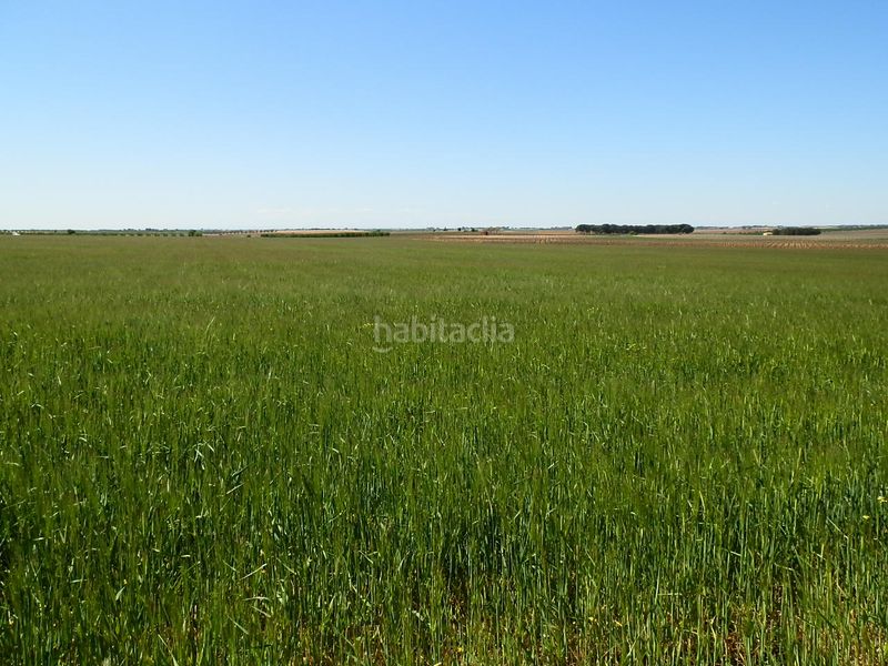 Foto 53ce8277-b1aa-4963-a32f-8f335494e45a. Finca rústica a Gineta (La)