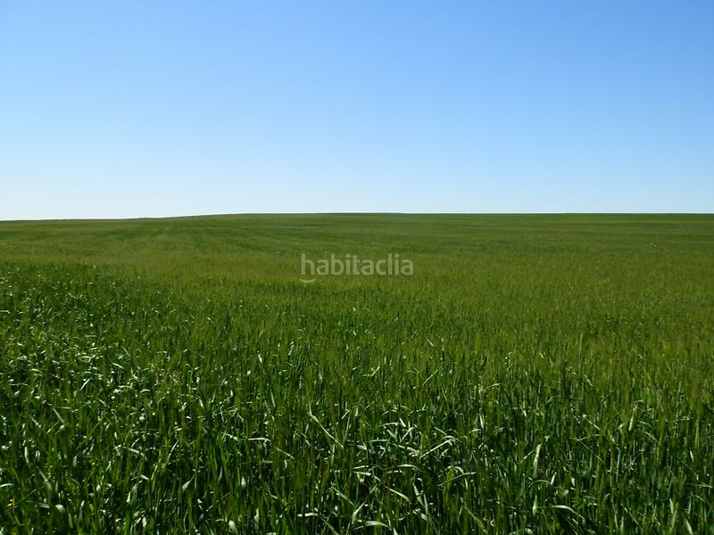 Foto f9b347f8-1be8-4dd2-9506-f3906e3fc439. Finca rústica a Gineta (La)