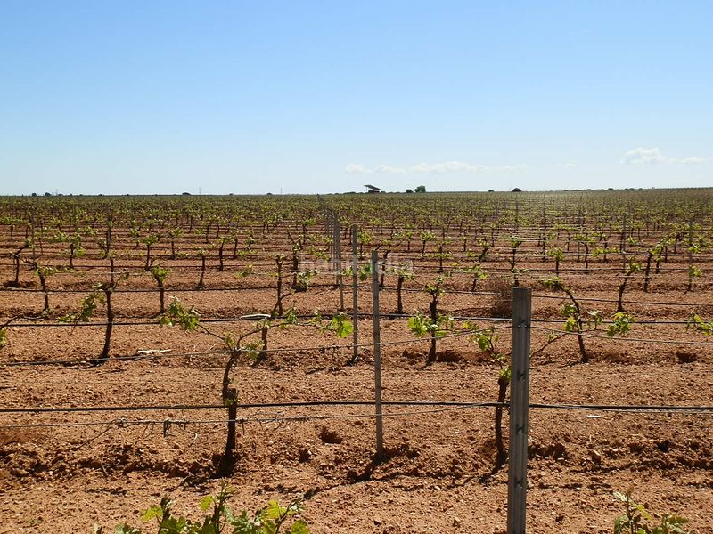 Foto fbfb6bfe-b72a-4fb1-a050-2225d96bb09c. Finca rústica a Gineta (La)