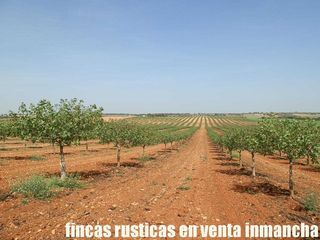 Landgut in Belmonte. Finca de pistacho en venta – 70 ha – alta rentabilidad en belmon