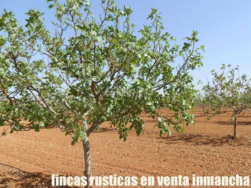 Foto 02065bbf-4648-444e-bfef-960c64266c7b. Finca rústica a Belmonte