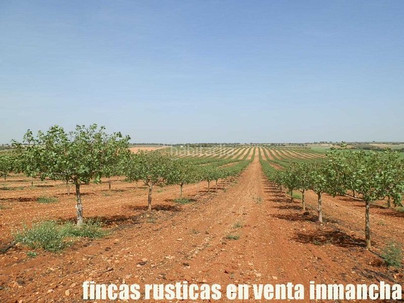 Foto 4cec58f1-a279-4bfc-9bf3-ddaa33eaa8bb. Finca rústica a Belmonte