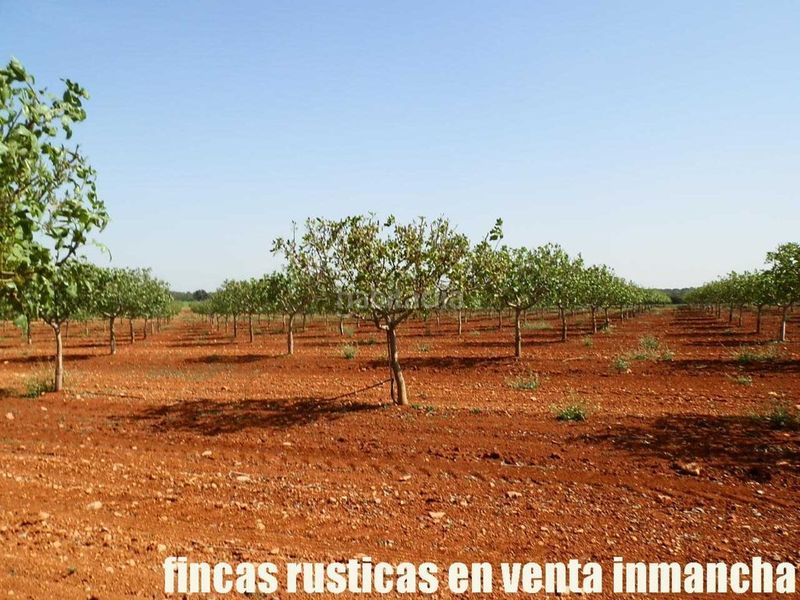 Foto bdbccb31-a25e-4392-92a7-c03cf68c9967. Finca rústica a Belmonte