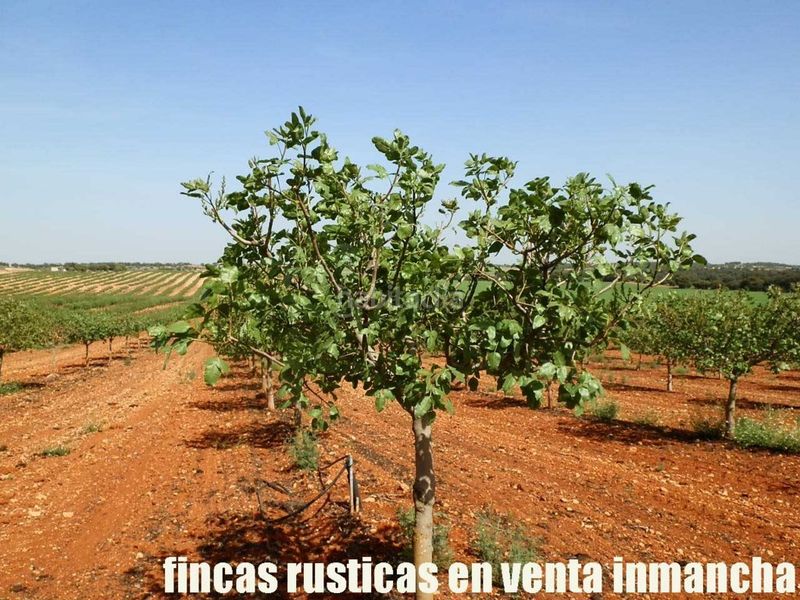 Foto be9bab23-0e9c-4de3-b016-44fe80e802c0. Finca rústica a Belmonte